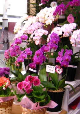 「花はタケダ」　（長野県長野市）の花屋店舗写真3